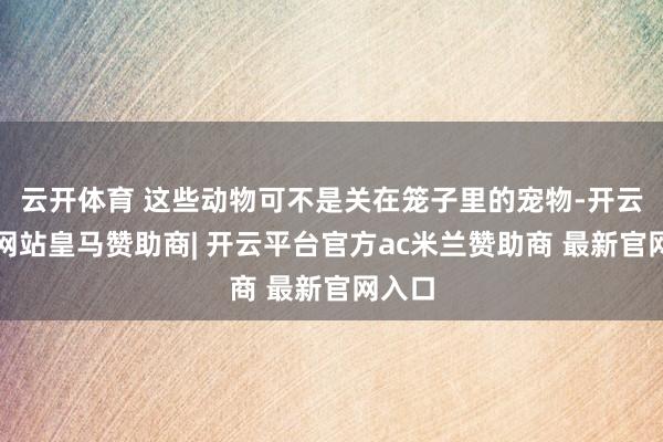 云开体育 这些动物可不是关在笼子里的宠物-开云平台网站皇马赞助商| 开云平台官方ac米兰赞助商 最新官网入口
